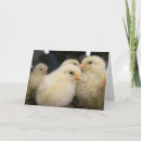 Zoek naar peep kaarten Schattig