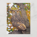 Zoek naar bubo virginianus posters Gevangen