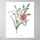 Zoek naar dianthus posters Bloem