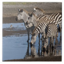 Zoek naar tanzania tegels Niemand