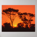 Zoek naar afrikaanse zonsondergang posters Africa