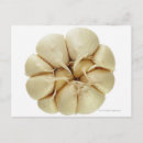 Zoek naar knoflook briefkaarten Groenten