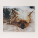 Zoek naar yorkshire terrier puzzels Dog