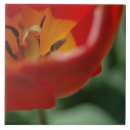 Zoek naar tulpen tegels Tlip