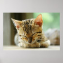 Zoek naar klein huisdier posters Kitten