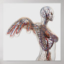 Zoek naar lymfatisch systeem posters Geneeskunde