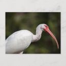 Zoek naar ibis briefkaarten Natuur