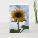 Zoek naar zonnebloemkaart kaarten Bloemen