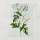 Zoek naar nicolaas briefkaarten Nicolas