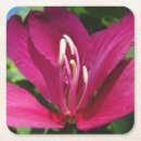 Zoek naar orchidee onderzetters Natuur