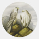 Zoek naar valken stickers Vogels