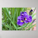 Zoek naar iris bloem posters Voor iedereen
