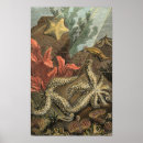 Zoek naar algen posters Zeewier