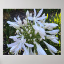 Zoek naar afrikaans decor posters Bloemen
