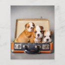 Zoek naar frans flyers Franse buldog lover