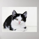 Zoek naar nadenkend posters Schattig