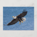 Zoek naar roofvogels briefkaarten Alaska
