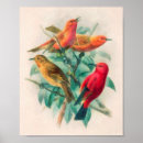Zoek naar groene vogels posters Oranje