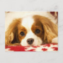 Zoek naar arrogant briefkaarten De winter