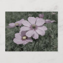 Zoek naar zwart wit roze briefkaarten Natuur