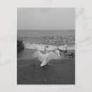 Zoek naar witte vogel briefkaarten Voor iedereen