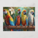 Zoek naar papegaai briefkaarten Vogel