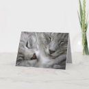 Zoek naar de van de kattenverjaardag kaarten Fotografie