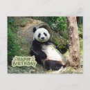 Zoek naar gelukkige panda verjaardagskaarten Beer