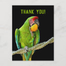 Zoek naar papegaai briefkaarten Natuur