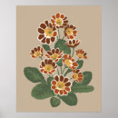 Zoek naar primula posters Primrose