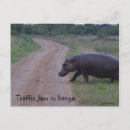 Zoek naar hippo briefkaarten Wilde dieren