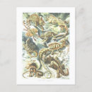 Zoek naar hagedissen briefkaarten Illustratie