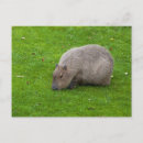 Zoek naar capybara briefkaarten Knaagdier