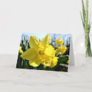 Zoek naar gele narcissen kaarten Fotografie
