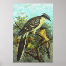 Zoek naar koekoek posters Vogel
