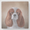 Zoek naar cavalier onderzetters Canine
