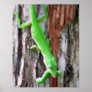 Zoek naar anole posters Natuur