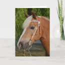 Zoek naar haflinger paarden kaarten Ras