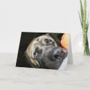 Zoek naar engelse mastiff kaarten Foto