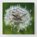 Zoek naar onkruid klokken Dandelion