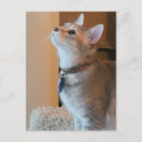 Zoek naar jasper briefkaarten Fotografie