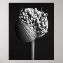 Zoek naar allium bloemen posters Tuin