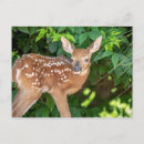 Zoek naar newborn briefkaarten Wild