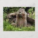 Zoek naar bosmarmot briefkaarten Slijmkop