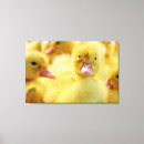 Zoek naar eenden kunst Vogels