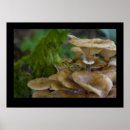 Zoek naar sprookje kunst Fotografie