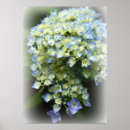Zoek naar hortensia kunst Lente