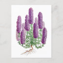 Zoek naar lupine briefkaarten Botanisch