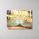 Zoek naar pauw kunst Elk persoon