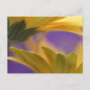 Zoek naar zachtheid briefkaarten Bloem